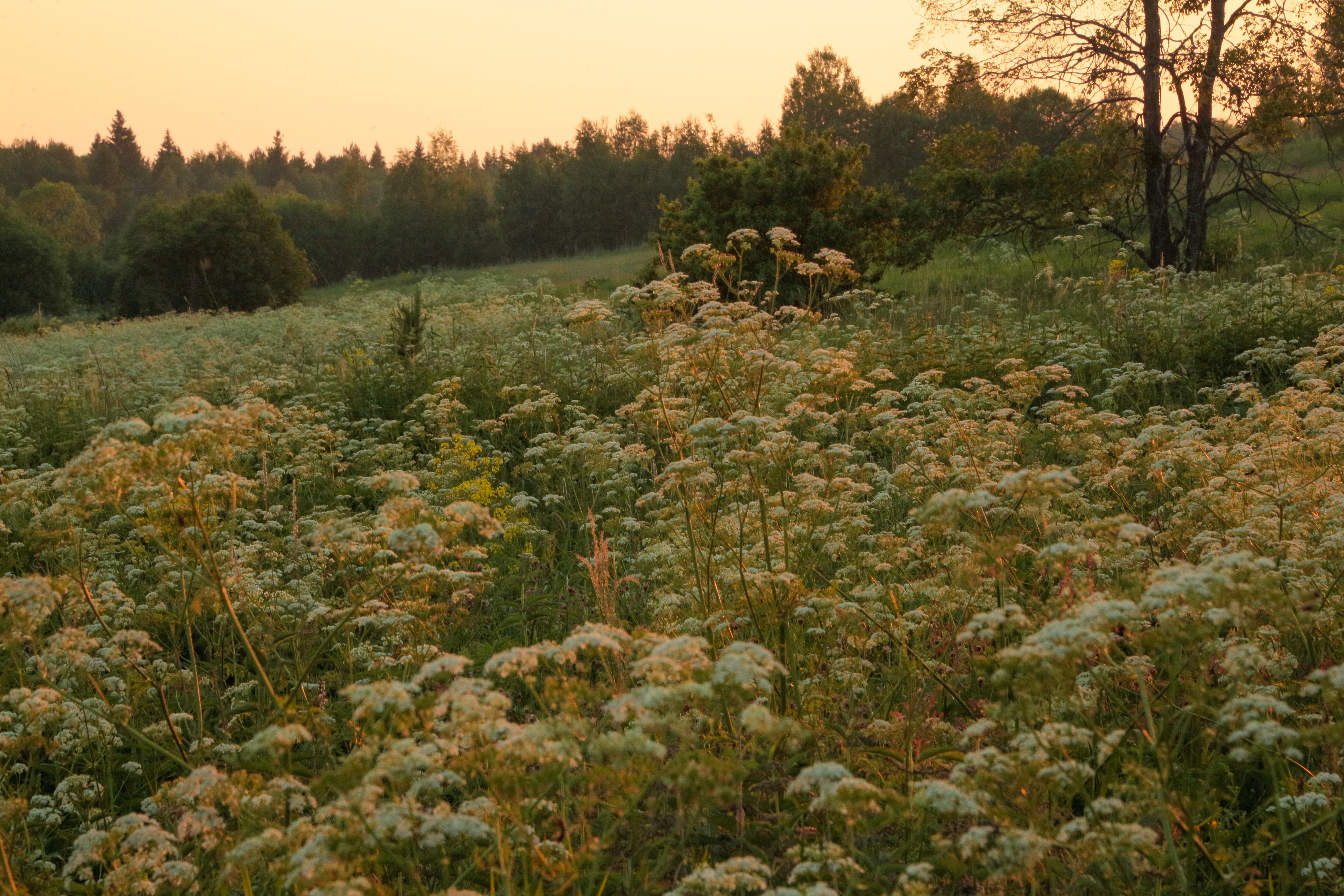 Поле и горизонт