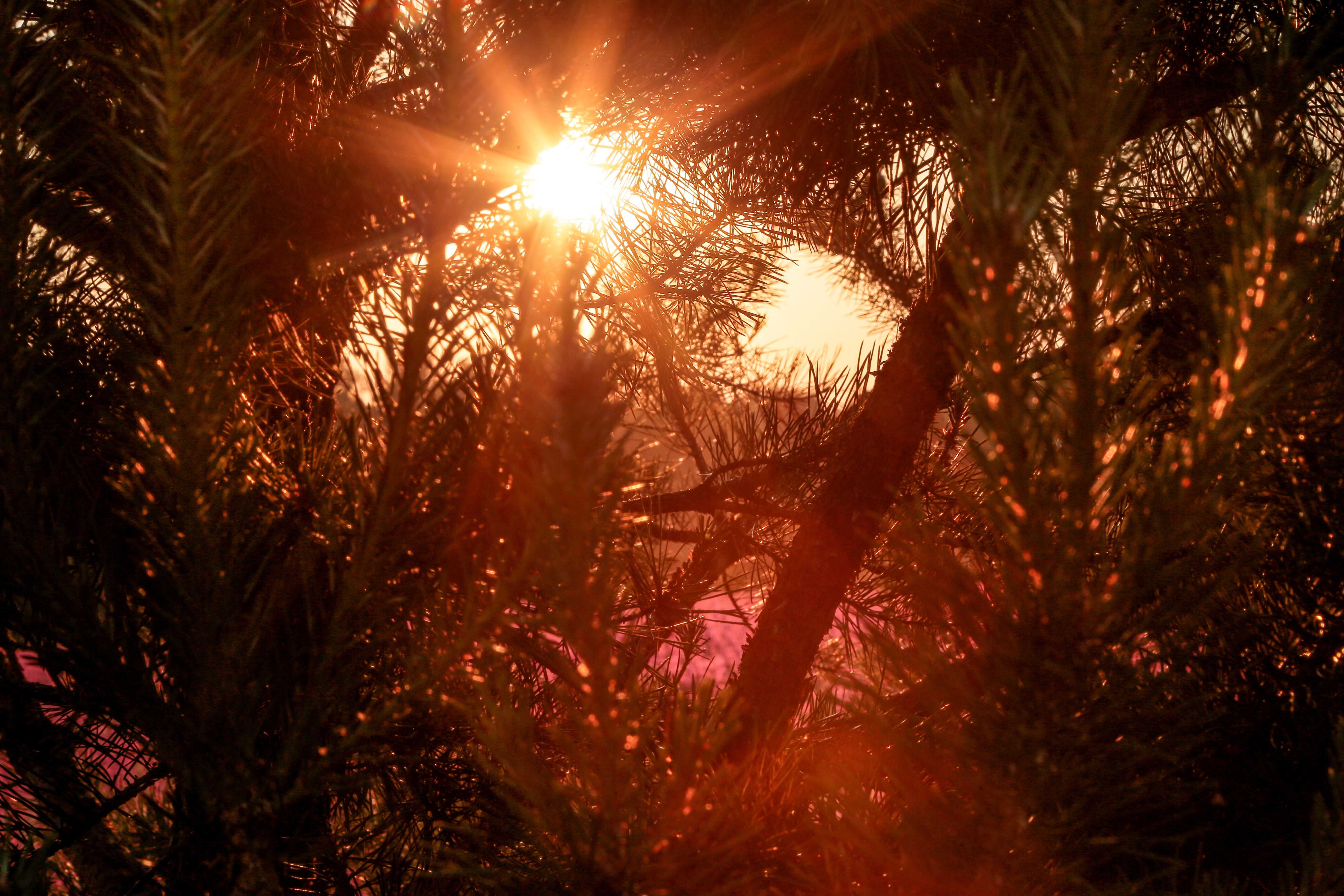 Лучи сквозь деревья